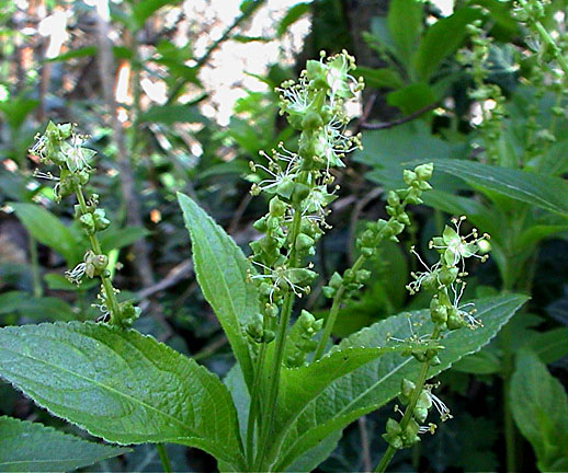 Dog's mercury